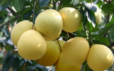 厉害了大埔蜜柚！入选中欧“100+100”地理标志产品互认保护公示名单