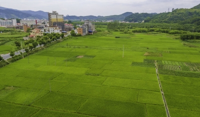 广州市民防办帮扶梅江区西阳镇莆田村 脱扶结合保精准增收 