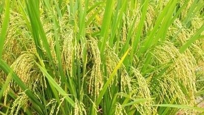 兴宁市新陂镇上榜广东省技术创新专业镇