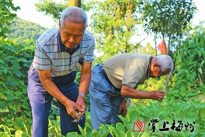 “田园隐者”三兄弟