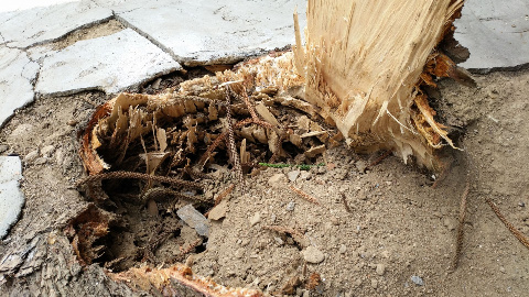 小区内七层楼高大树凌晨突然倒下 更令住户烦恼的是…