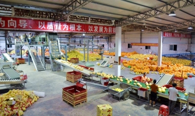 梅县区今年蜜柚可收 20 万吨，比去年同期增收约1亿元