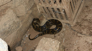 又一蟒蛇闯民宅偷鸡吃 这次是五华