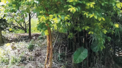 如此顽强！梅江区这棵树树干已枯  却仍枝繁叶茂