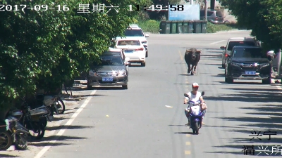 视频曝光！“疯牛”冲进兴宁闹市连撞6人 警方开枪击毙