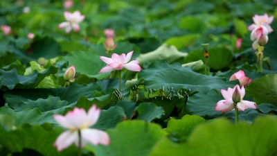 美哭了！2017中国美丽休闲乡村推介名单公布，梅州有个村入围啦！