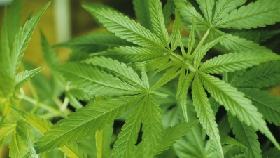 好险！2.45公斤印度大麻在广州进境被截获   