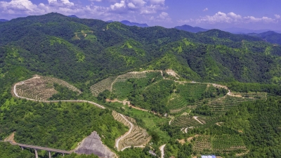 98%的广东国有林场定性为公益型事业单位，告别砍树经营