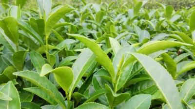 丰顺八乡山举办农村创业青年茶叶管理技术培训班