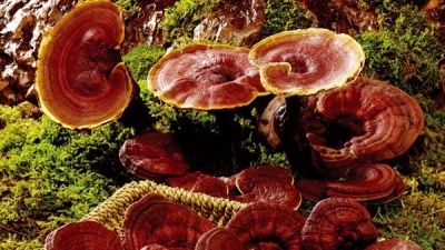 物尽其用！梅县一村民用自家旧床培育灵芝增收