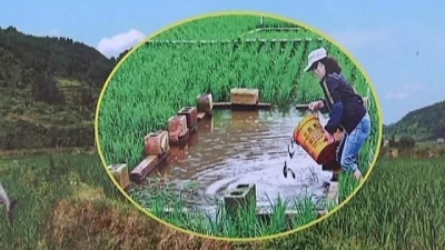 稻田里养鱼？平远石正村这样养的鱼，身价居然堪比海鲜！