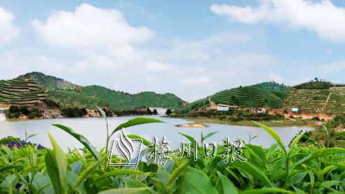 大埔重点项目建设完成年度投资计划78.75%，李远青调研