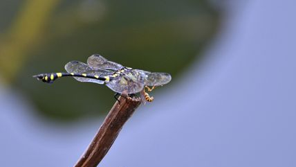 蜻蜓食黄蜂，你见过吗？