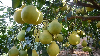 创新让老产区焕发新活力 梅县石扇镇金柚产业今年总产值超3亿元