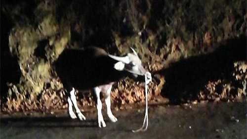 奇闻！福建一脱缰水牛跨省“夜游”至大埔