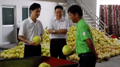 为“金柚之乡”量身打造！梅县农信社创新金融 助力金柚全产业链融资