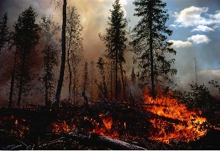 9月起大埔森林防火区全年禁止野外用火