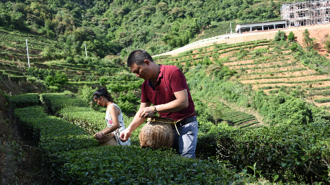 社会丨丰顺马图山上三代传承茶飘香