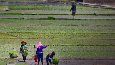 霞朵｜时光里的薜荔果