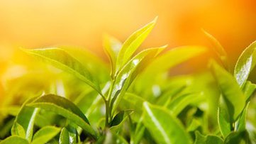 新技术可低成本用植物废料制取生物燃料