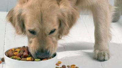 狗粮不能随意海淘！广州前8月截获海淘猫狗粮257公斤   
