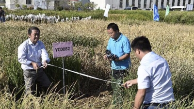 我国高产海水稻试种成功 数亿亩盐碱地望成粮仓