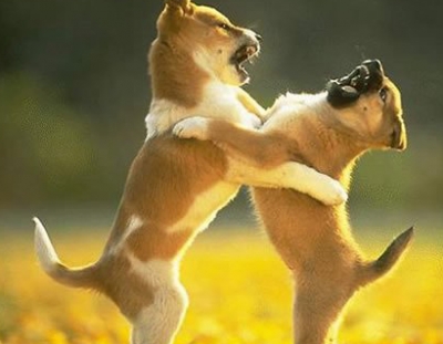 荒唐！两犬相争主人不忍自家狗吃亏 竟做了这样的事...