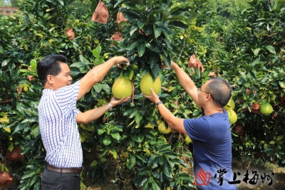 金柚成熟时！梅州蜜柚今起正式采摘上市