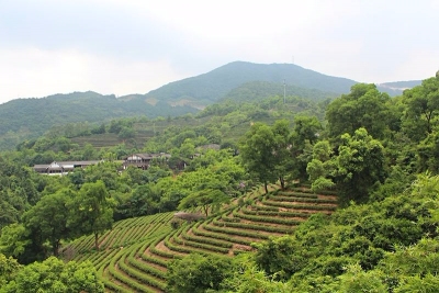 煤矿变“金茶园”，平远煤矿区走上绿色转型之路 
