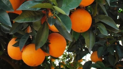 《广东柑桔橙柚气象服务》专报发布：关注持续阴雨天气对柑橘现蕾开花的不利影响