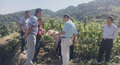 市农业局调研组到梅江区调研板盖坑特色农产品种植情况