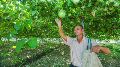 文旅结合谱写农村新蓝图！大埔村民吃上“旅游饭”