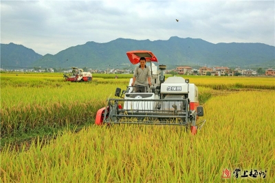 风吹稻香秋意浓，一起来感受收获的喜悦