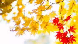 陈伟明重阳节走访慰问长寿老人