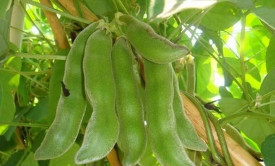 客家说客丨旧时农家狗爪豆染布