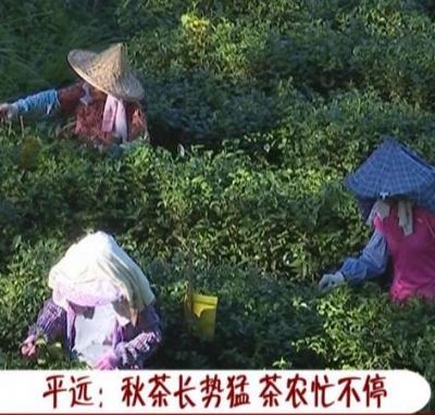 梅州平远秋茶采摘时节，茶农忙不停！