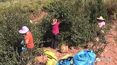 平远油茶开摘，预计全县可采1.5万吨茶果，产值1.2亿