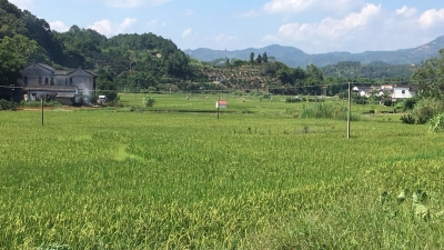 我国拟修法明确保护农村土地承包关系稳定并长久不变