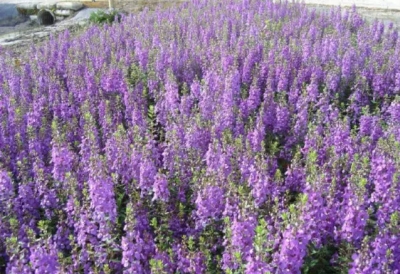 花海里的“蝶变” —美丽乡村城北镇扎上村