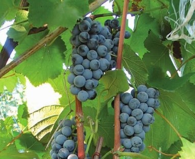 中科院植物所助力“洋”葡萄“本土化”