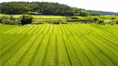 稻花飘香！“禾花相会”成就禾花的“浪漫之约”