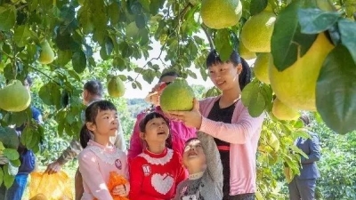 梅县区第八届金柚飘香文化节11月4日将在雁鸣湖举行
