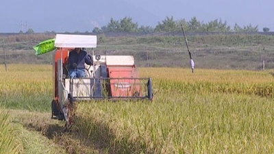 金秋十月！蕉岭晚稻今年总产预计达3.19万吨