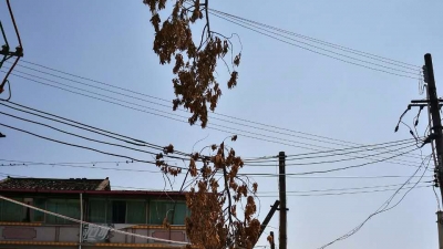 树枝悬挂线缆上两个月无人处理 过往行人提心吊胆