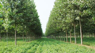 梅江区召开“最美护林员”表彰座谈会