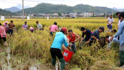 既养生态鱼又产高端稻！平远石正“鱼稻共生”试验成功