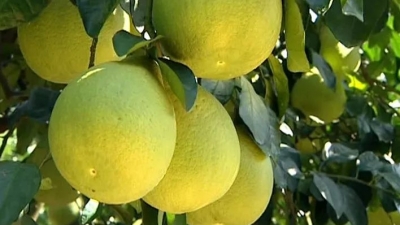 梅县区金柚开采！柚果熟了柚农笑了