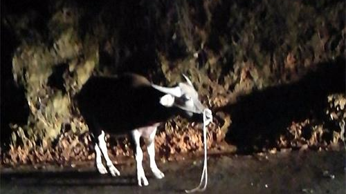 福建男子跨省到蕉岭偷牛，竟是为“弄化肥钱”