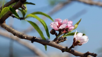 美呆了！平远大柘镇墩背村的桃花开啦 