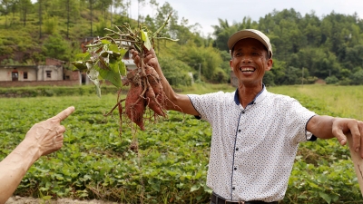五华引进农企结硕果  千亩红薯“蹭网”进城